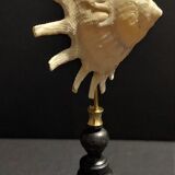 Cabinet of Curiosities shell stellaria solaris on base