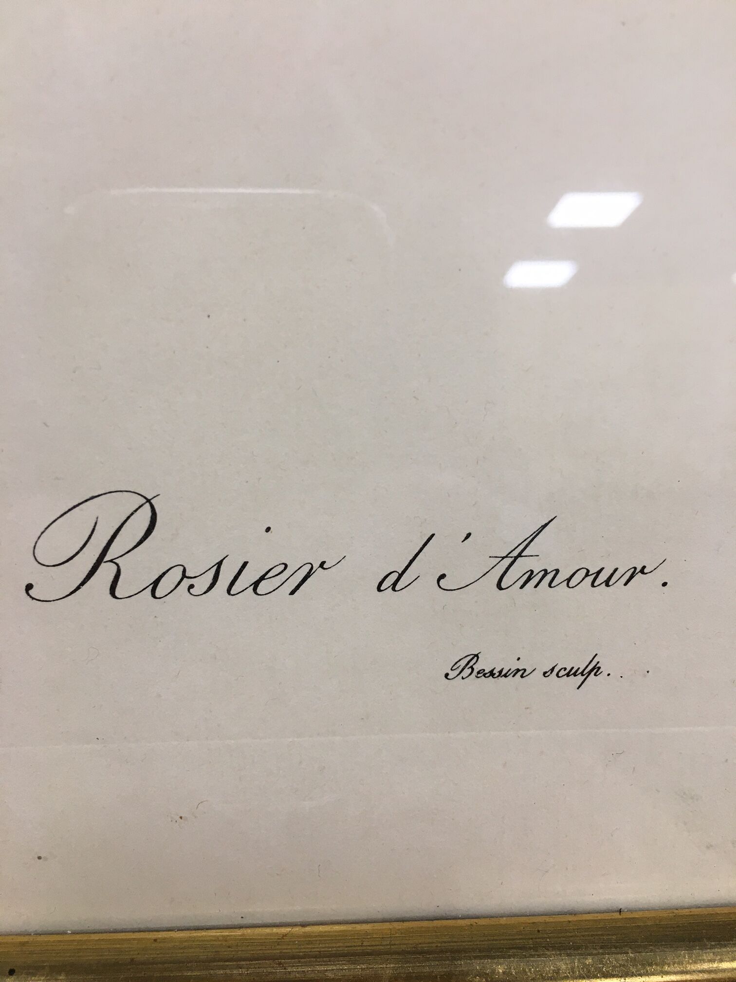Lithographie PJ Redouté Rosier d'amour