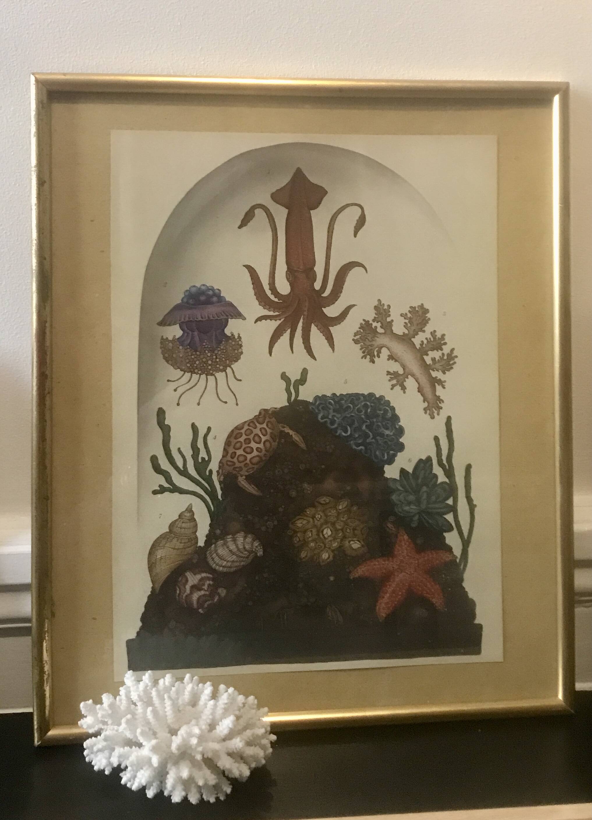 Framed illustration corals under globe
