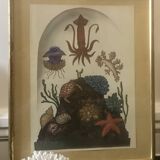 Framed illustration corals under globe