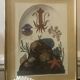 Framed illustration corals under globe