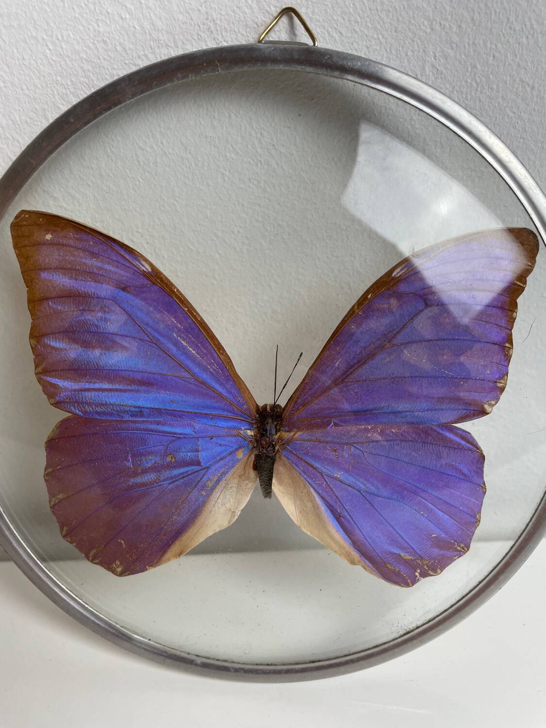 Natiralized morpho butterfly frame under curved glass