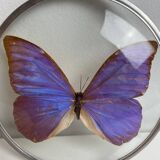 Natiralized morpho butterfly frame under curved glass