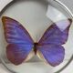 Natiralized morpho butterfly frame under curved glass