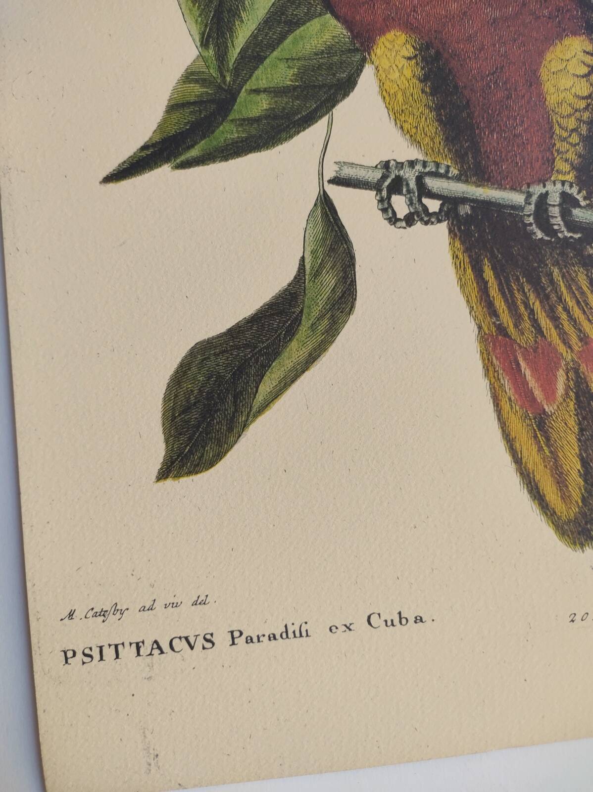 Old bird engraving - Parrot of Paradise of Cuba - Zoological plate by Seligmann & Catesby