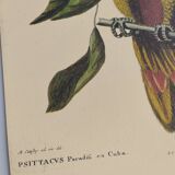 Old bird engraving - Parrot of Paradise of Cuba - Zoological plate by Seligmann & Catesby