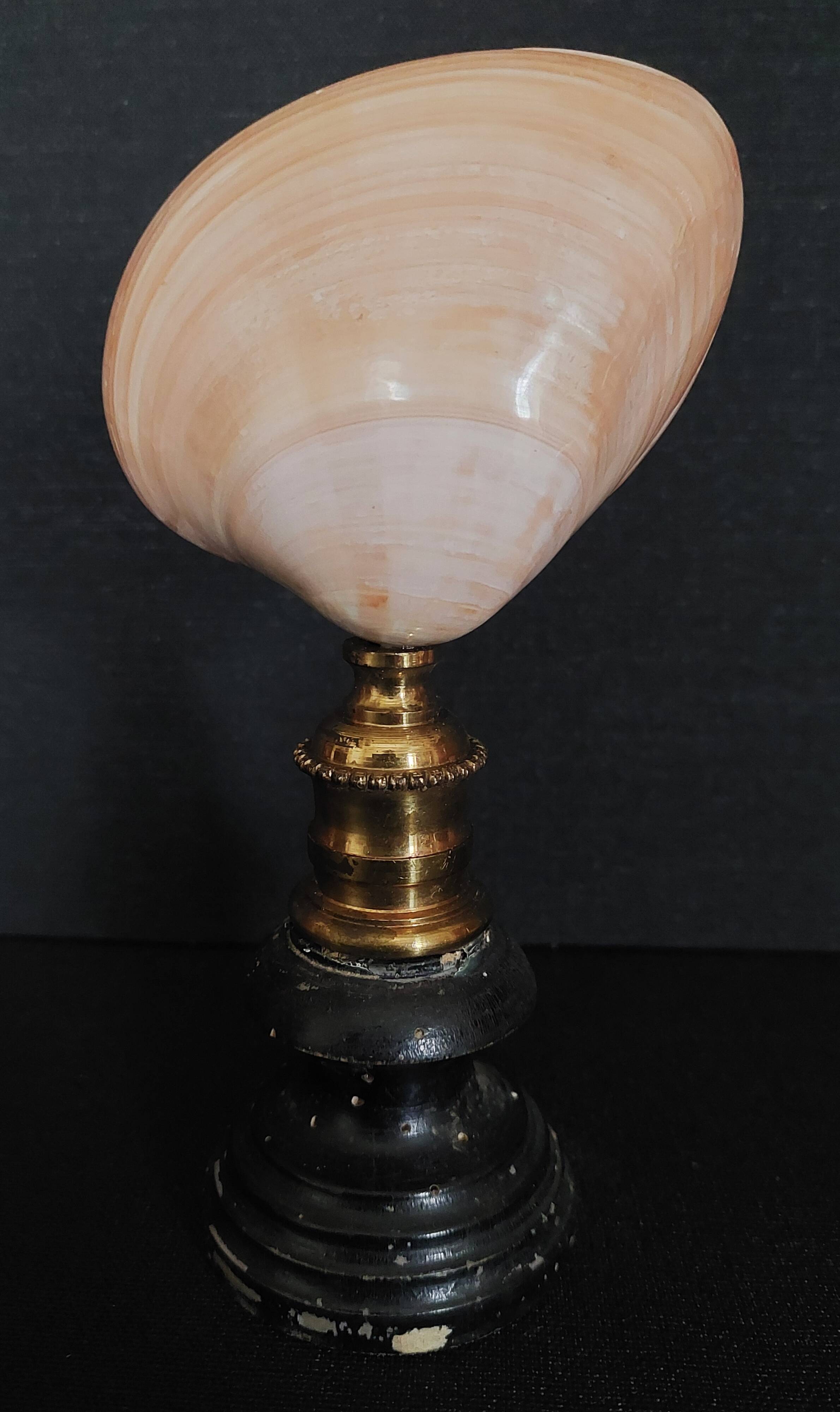 Cabinet of Curiosities codakia tigerina shell on base