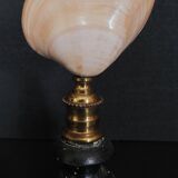 Cabinet of Curiosities codakia tigerina shell on base