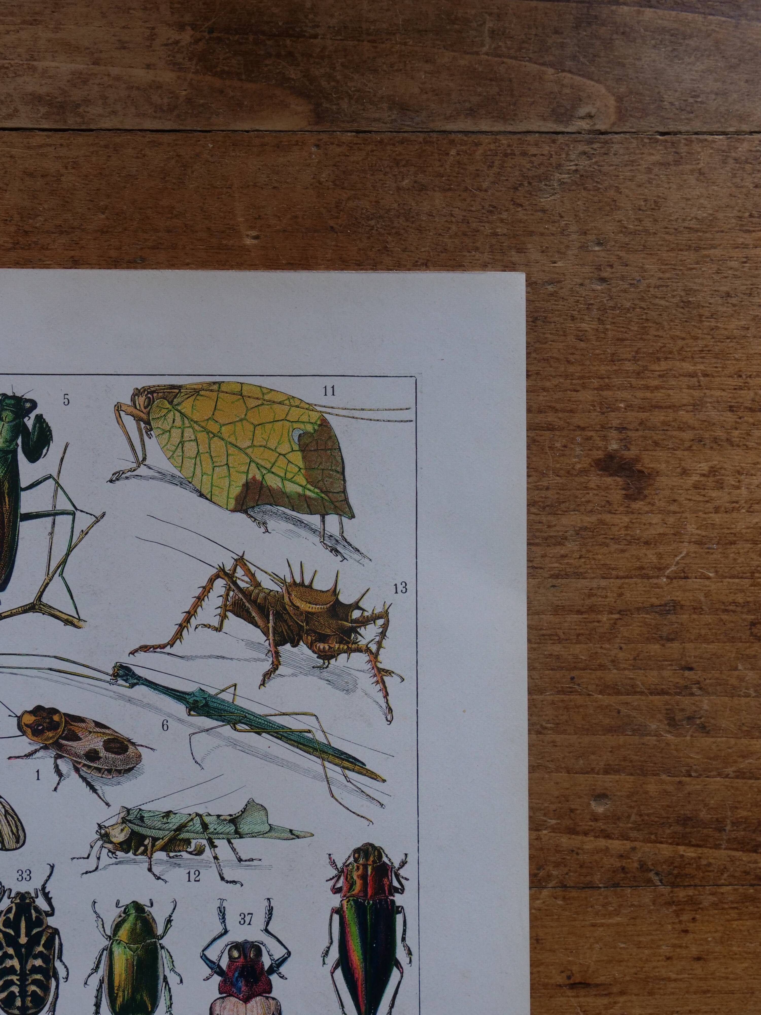 Original lithograph on insects