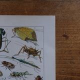 Original lithograph on insects