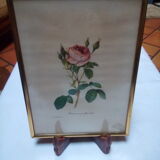 Dreaded botanical plank