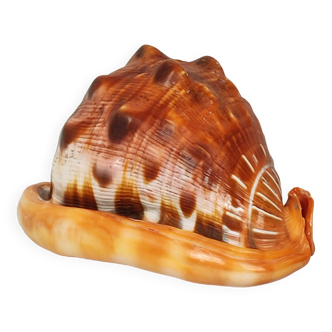 Blackcurrant Rufa Shell