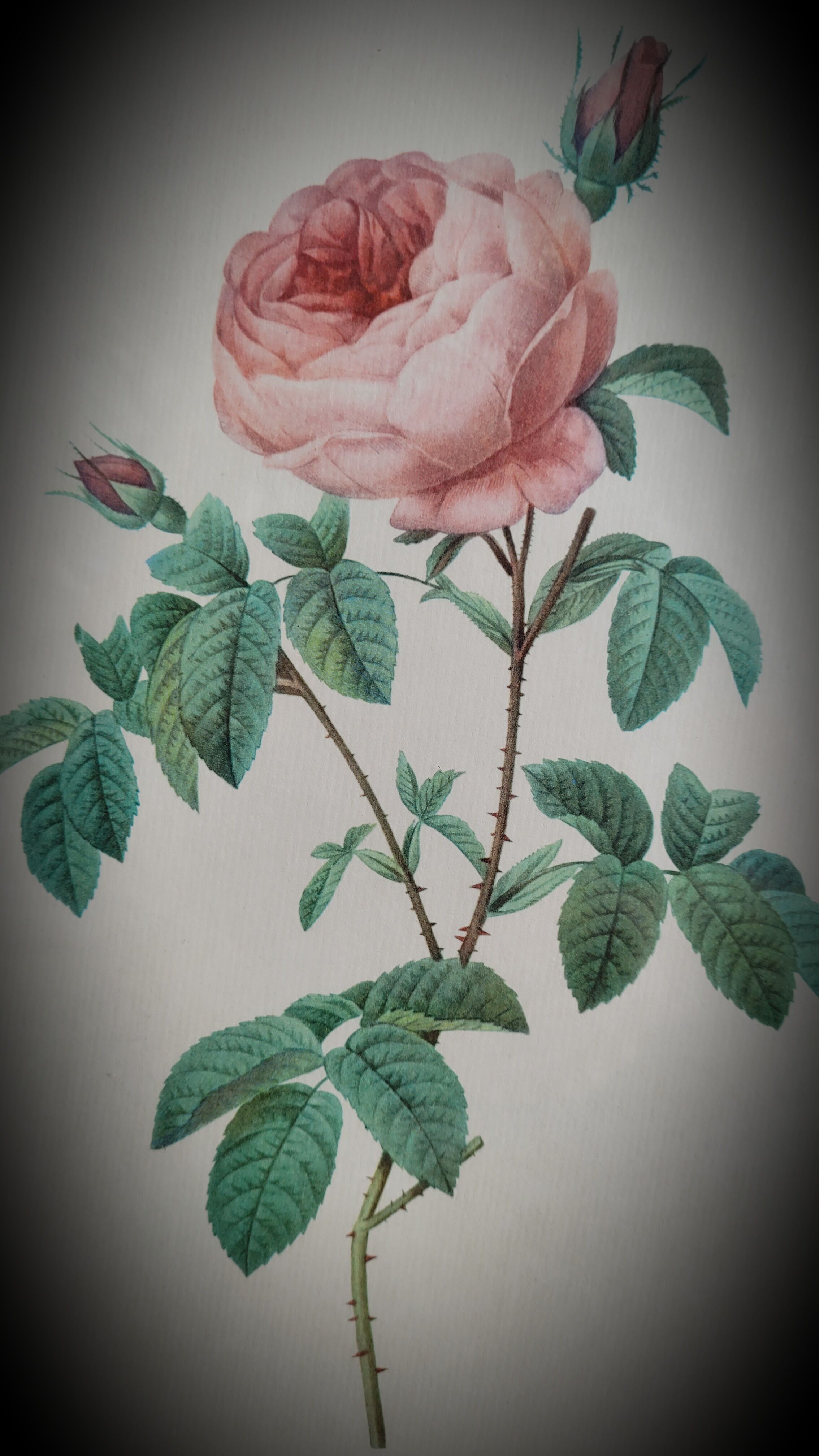 Frame Litho rose Bordeaux