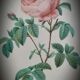 Frame Litho rose Bordeaux