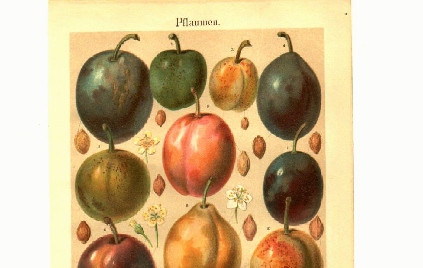 Botanical engraving from 1904 - Plums - Orchard fruit. Vintage lithograph.