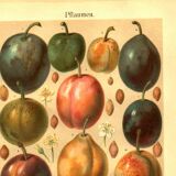 Botanical engraving from 1904 - Plums - Orchard fruit. Vintage lithograph.