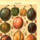 Botanical engraving from 1904 - Plums - Orchard fruit. Vintage lithograph.
