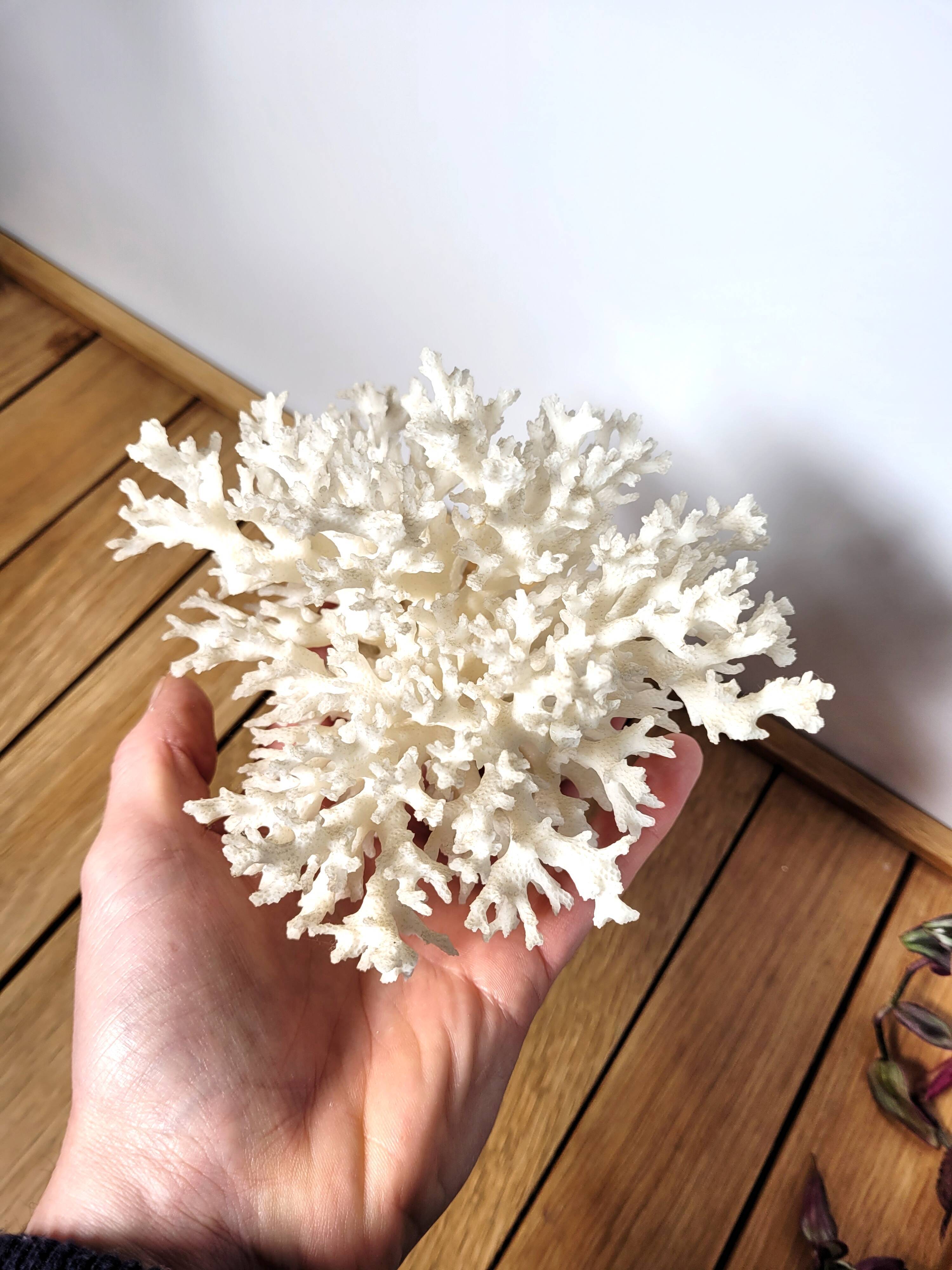 White coral shell