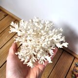 White coral shell