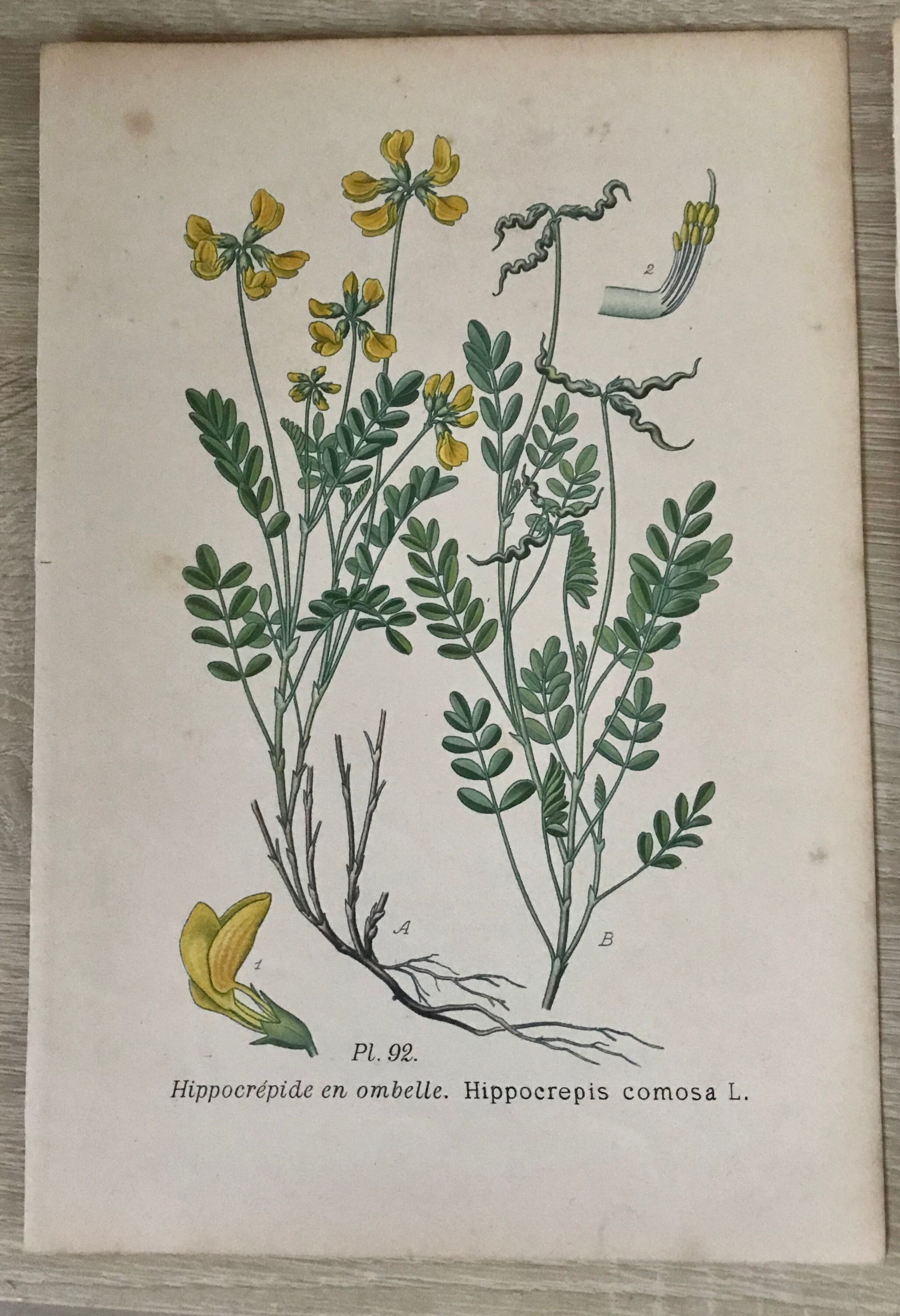 Botanical planks of yellow flowers 1891