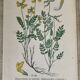 Botanical planks of yellow flowers 1891