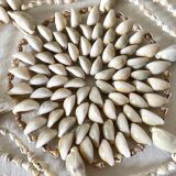 Shell centerpiece 35 cm