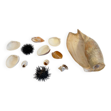 Collection de coquillages