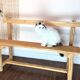 Oak school bench