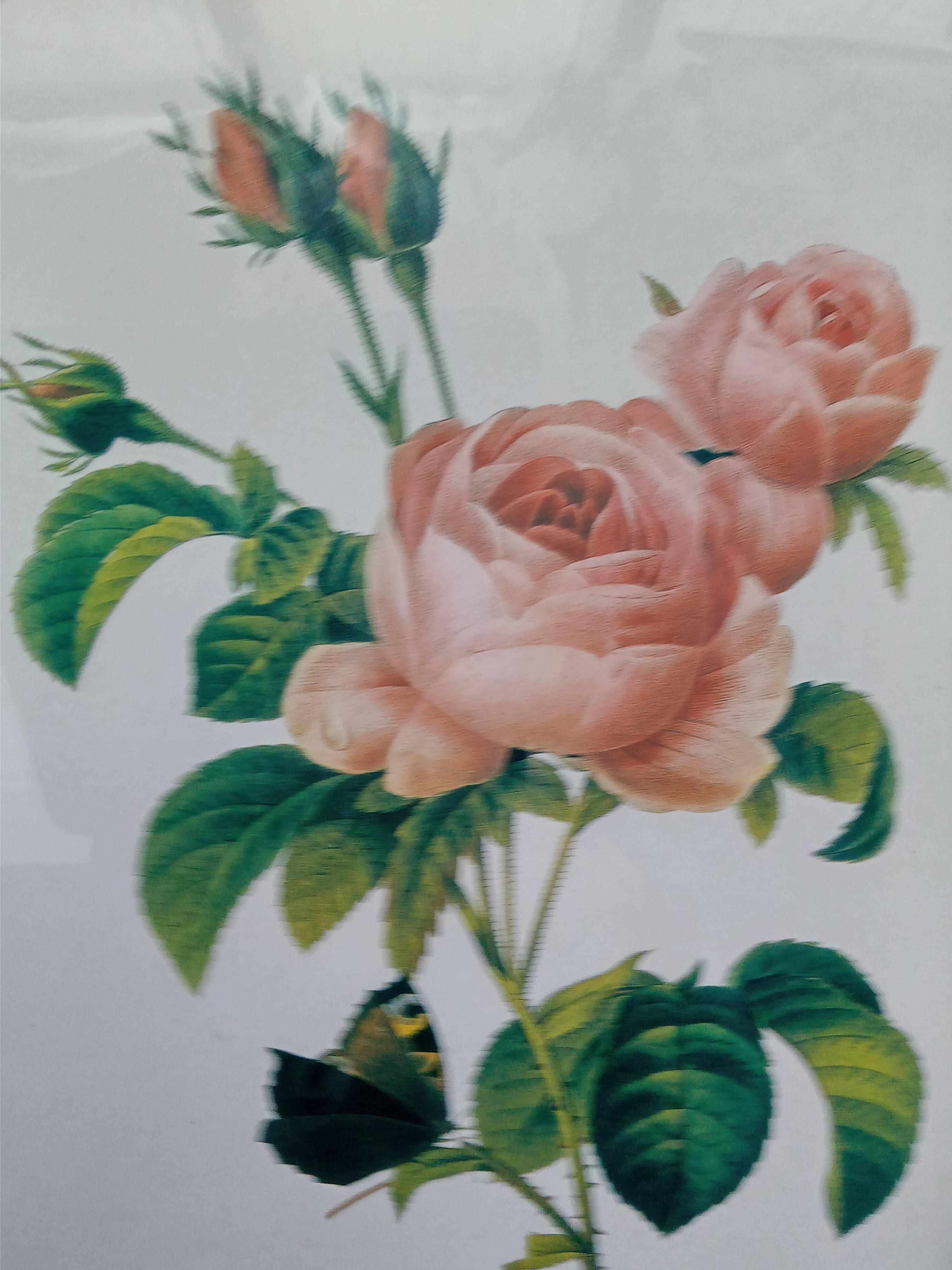 Botanical plate by Redouté