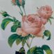 Botanical plate by Redouté