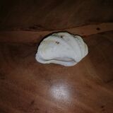 Giant clam shell