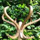 Baumann wooden parrot coat rack