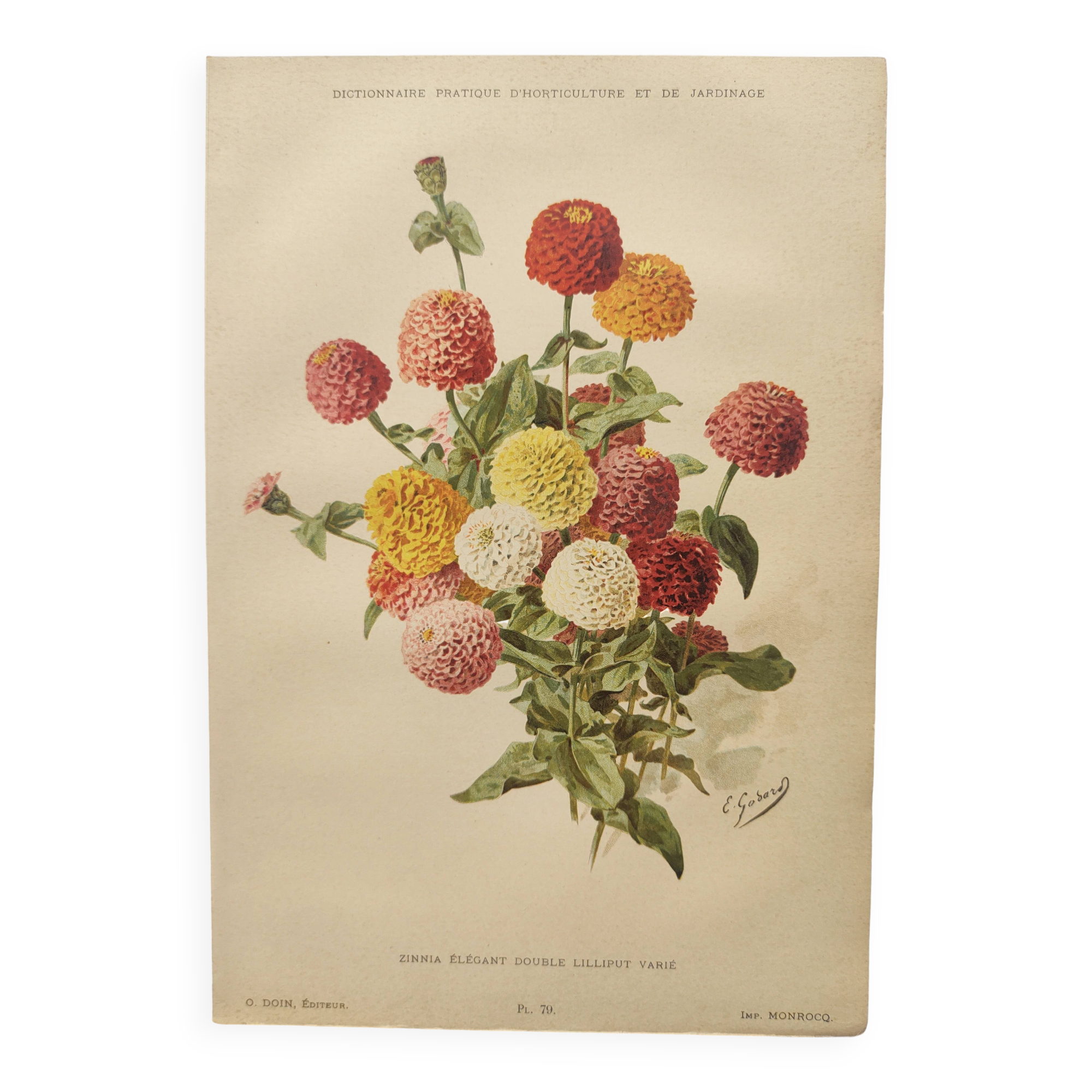 Botanical engraving from 1897 - Zinnia elegant Double Lilliput Varié - Original plate, Lithograph