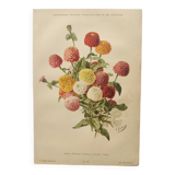 Botanical engraving from 1897 - Zinnia elegant Double Lilliput Varié - Original plate, Lithograph