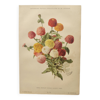 Botanical engraving from 1897 - Zinnia elegant Double Lilliput Varié - Original plate, Lithograph