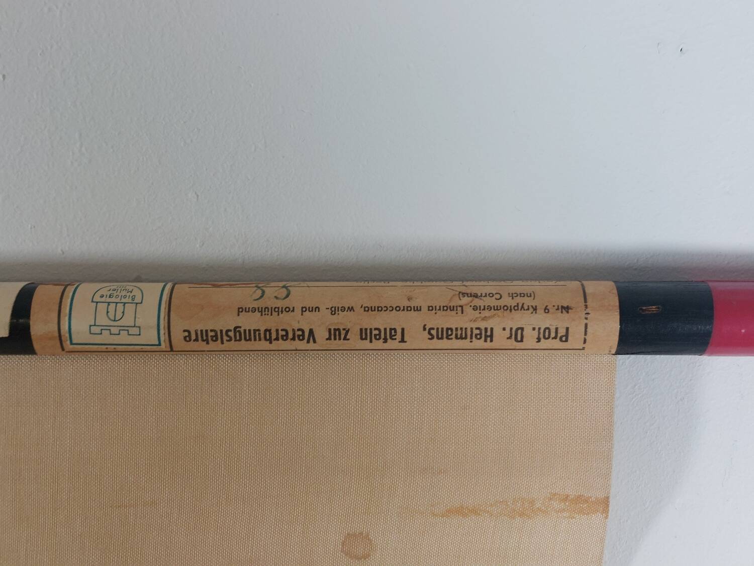 Vintage educational wall hanging roll chart biology genetics