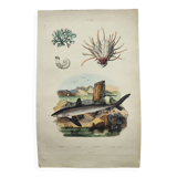Old engraving from 1838 - Shark - Original hand-colored zoology and botany board.