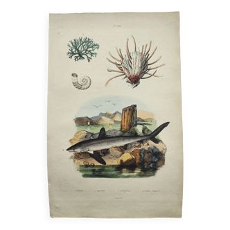 Old engraving from 1838 - Shark - Original hand-colored zoology and botany board.