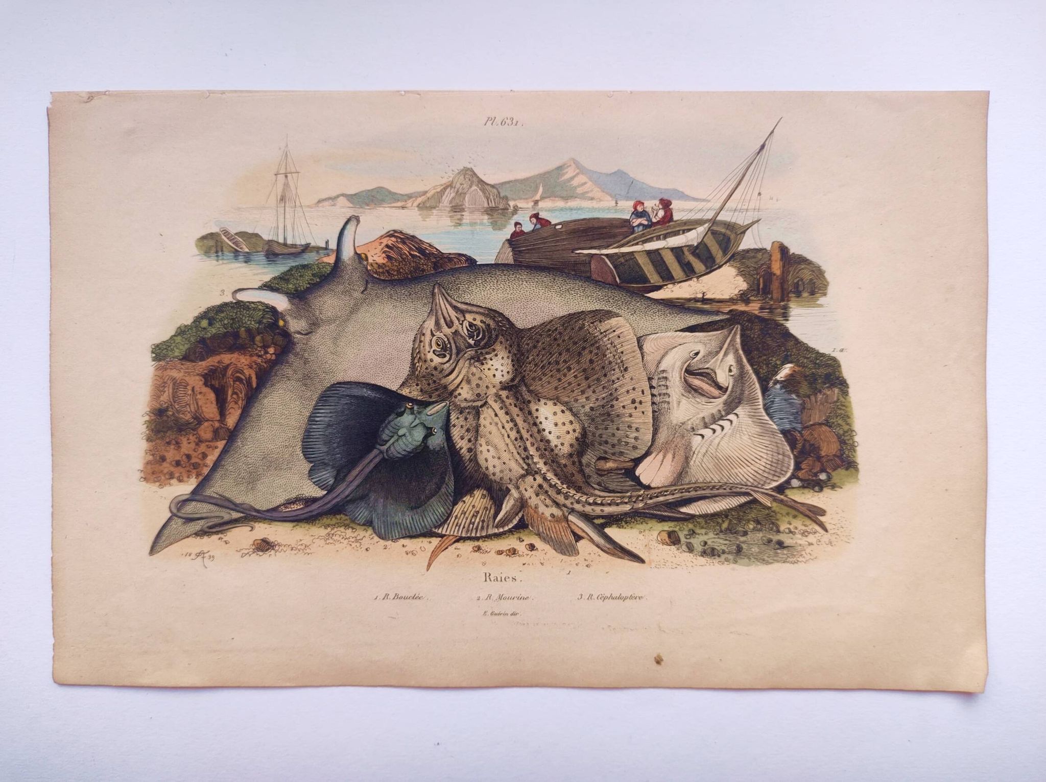 Old engraving from 1839 - Rays - Hand-colored zoological plate. lithograph