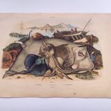 Old engraving from 1839 - Rays - Hand-colored zoological plate. lithograph