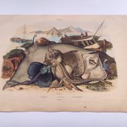 Old engraving from 1839 - Rays - Hand-colored zoological plate. lithograph