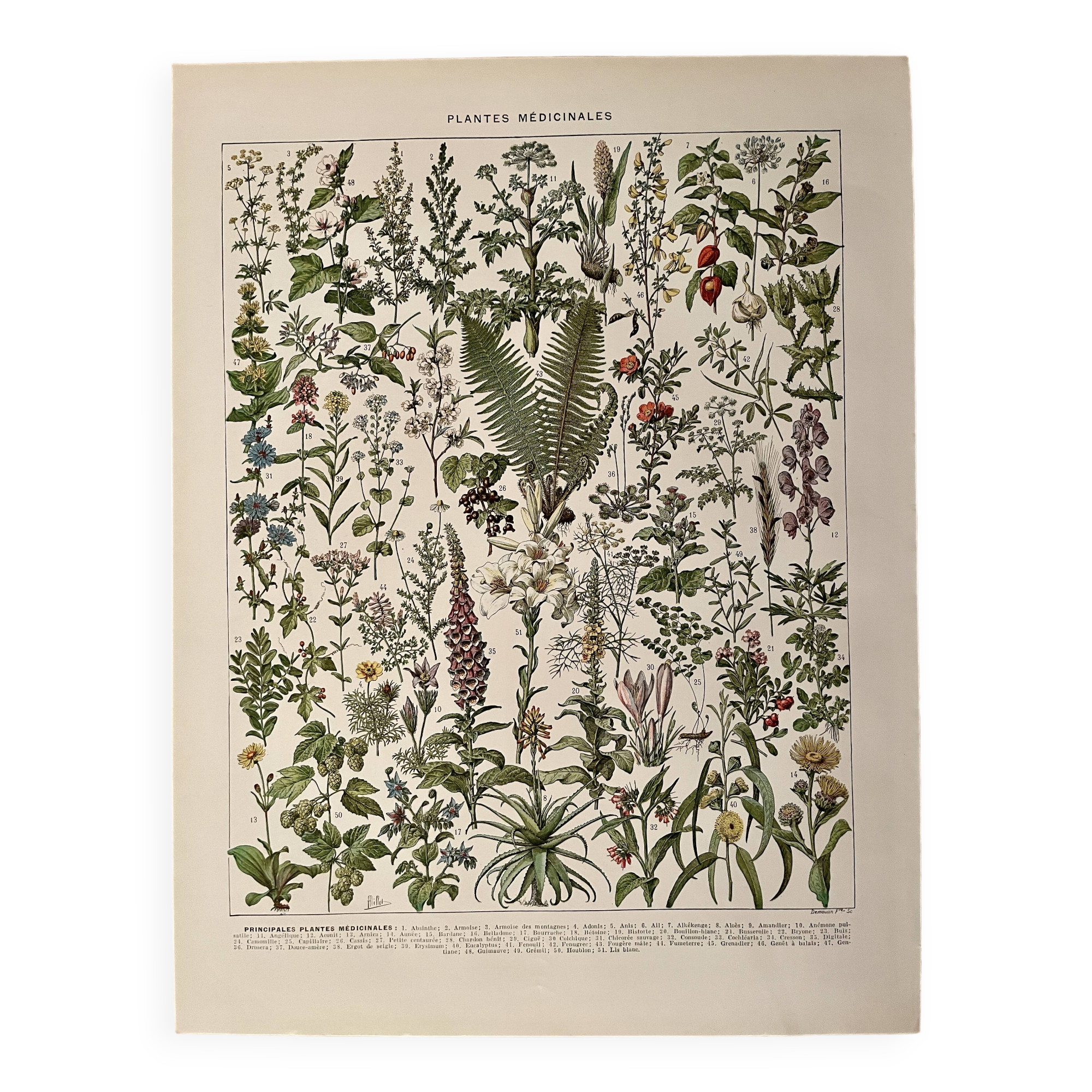 Lithograph on medicinal plants (absinthe) - 1930