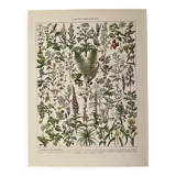 Lithograph on medicinal plants (absinthe) - 1930