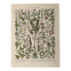 Lithograph on medicinal plants (absinthe) - 1930