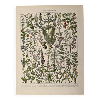 Lithograph on medicinal plants (absinthe) - 1930