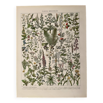Lithograph on medicinal plants (absinthe) - 1930