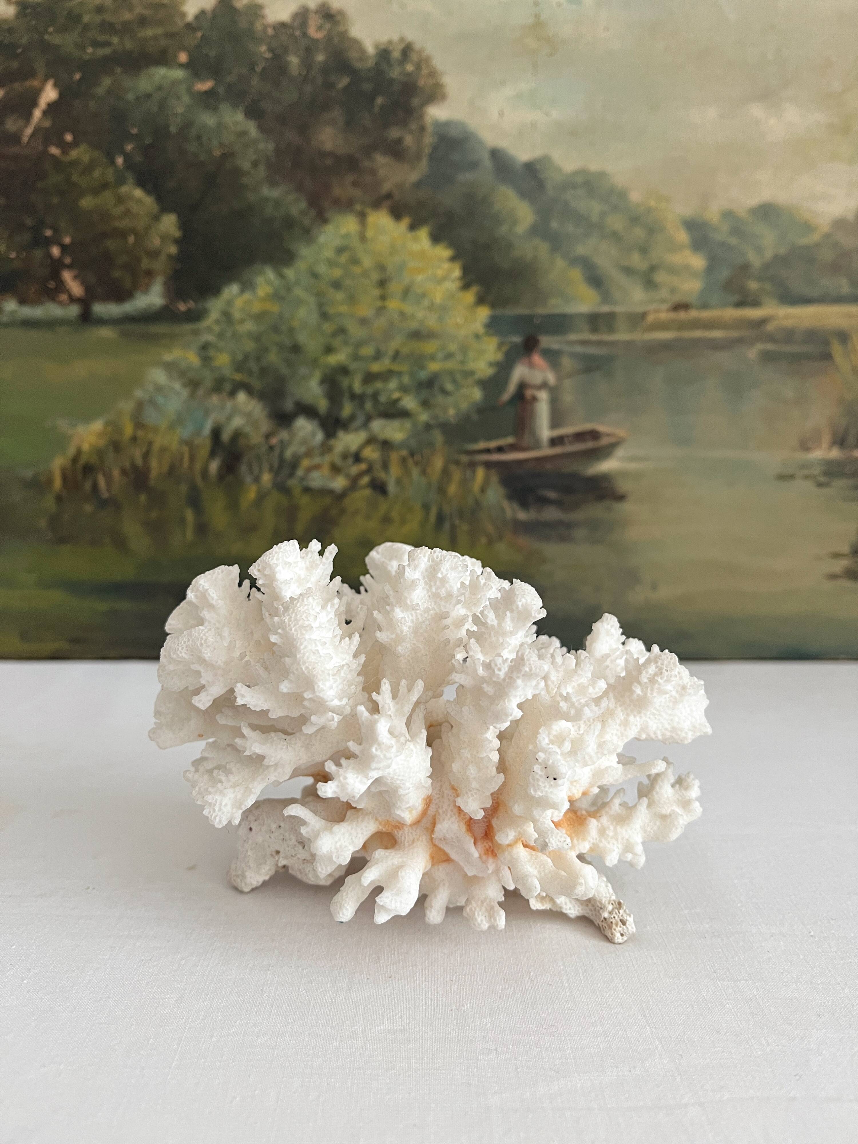 White coral old cabinet of curiosities