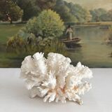 White coral old cabinet of curiosities