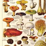 Mushroom poster, based on a 1920 lithograph