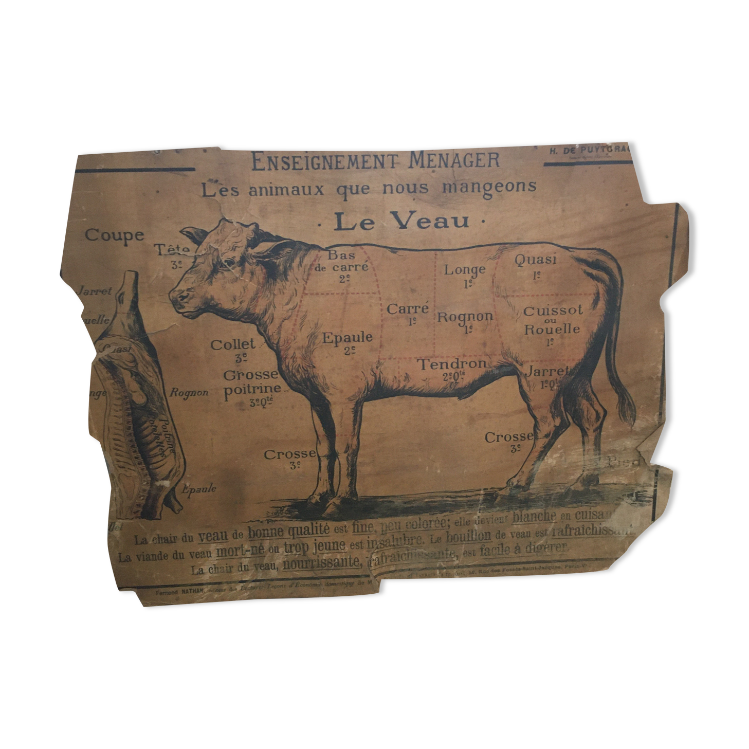 Pedagogical panel on the "Calf"